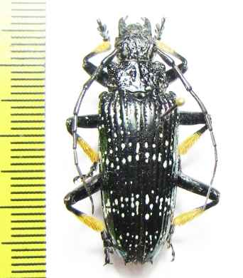 Sphingnotus insignis  Indonesia, Papua - INSECTS-STORE.RU