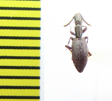 Stenosini sp.  Thailand - INSECTS-STORE.RU