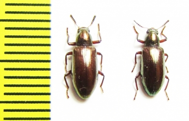 Tenebrionidae sp.  Malaysia - INSECTS-STORE.RU