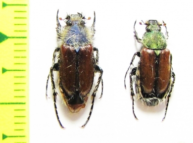 Pygopleurus foina, pair  Greece - INSECTS-STORE.RU