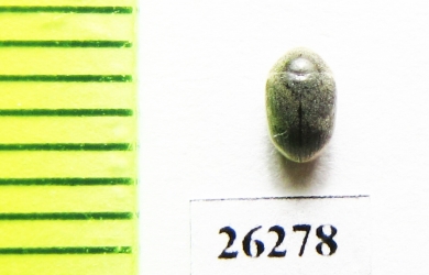 Anobiidae sp.  Vietnam - INSECTS-STORE.RU