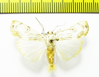 Lepidoptera sp.  Bolivia - INSECTS-STORE.RU