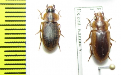 Carabidae sp.  South Africa Rep. - INSECTS-STORE.RU