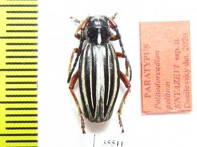 Dorcadion politum knyazevi  Russia, Omsk reg.  PARATYPUS - INSECTS-STORE.RU