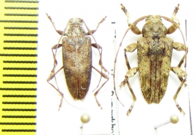 Cerambycidae sp.  Peru - INSECTS-STORE.RU