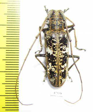 Cerambycidae sp.  Ecuador - INSECTS-STORE.RU
