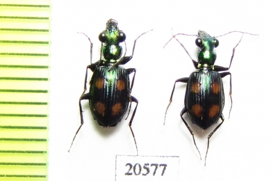 Carabidae sp.  Indonesia, Kalimantan - INSECTS-STORE.RU