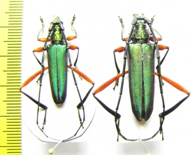 Plinthocoelium domingoensis, pair  Dominican Rep. - INSECTS-STORE.RU