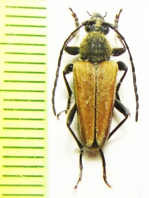 Cosmosalia chrysocoma  Canada - INSECTS-STORE.RU