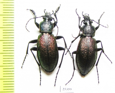 Carabus (Morphocarabus) hummeli nevelskii, pair  Russia, Sakhalin isl. - INSECTS-STORE.RU