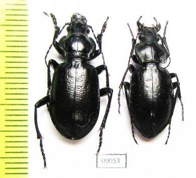 Carabus (Mimocarabus) roseni, pair  Turkmenistan - INSECTS-STORE.RU