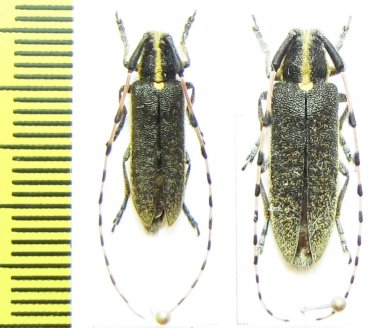 Agapanthia pustulifera, pair  Israel - INSECTS-STORE.RU