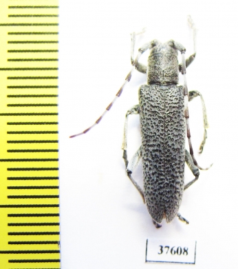 Saperda similis  Russia, Far East - INSECTS-STORE.RU