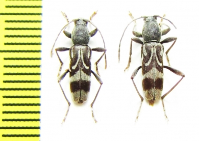 Chlorophorus motschulskyi  Russia, Far East - INSECTS-STORE.RU