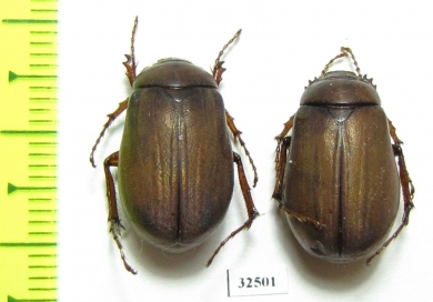 Melolonthinae sp.  China, Guangxi prov. - INSECTS-STORE.RU