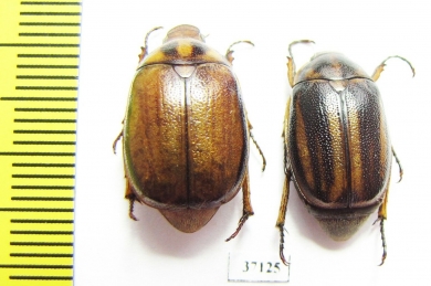 Melolonthinae sp.  South Africa Rep. - INSECTS-STORE.RU