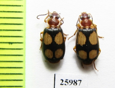 Carabidae sp.  South Africa Rep. - INSECTS-STORE.RU