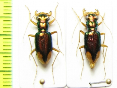 Neotetracha sp.  Argentina - INSECTS-STORE.RU