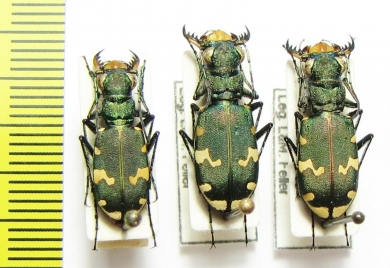 Cicindela sylvicola, pair  France - INSECTS-STORE.RU