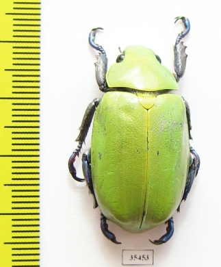 Chrysina beckeri  Mexico - INSECTS-STORE.RU