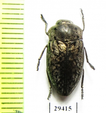 Cyphosoma euphraticum insulare  Russia, Crimea - INSECTS-STORE.RU