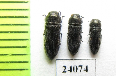 Acmaeodera truquii  Turkey - INSECTS-STORE.RU