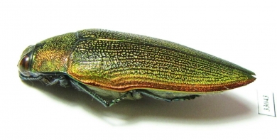 Steraspis sp.  Tanzania - INSECTS-STORE.RU