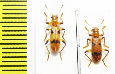 Cleridae sp.  Malaysia, Borneo - INSECTS-STORE.RU