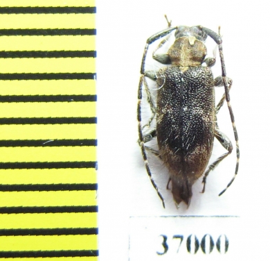 Cerambycidae sp.  South Africa Rep. - INSECTS-STORE.RU