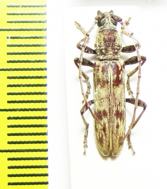 Cerambycidae sp.  Malawi - INSECTS-STORE.RU