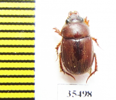 Ochodaeus sp.  Mexico - INSECTS-STORE.RU