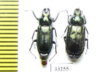 Platycerus primigenius, pair  Russia, N.Caucasus - INSECTS-STORE.RU