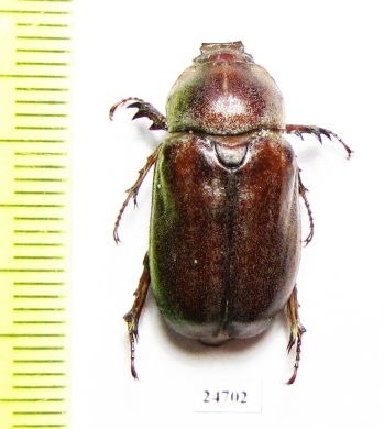 Cyphonoxia sp.  Pakistan - INSECTS-STORE.RU