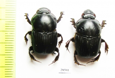 Onitis sp., pair  Zimbabwe - INSECTS-STORE.RU
