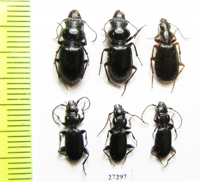 Carabidae sp.  Uzbekistan - INSECTS-STORE.RU