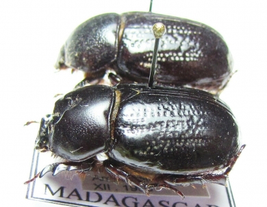 Lonchotus lentus, pair  Madagascar - INSECTS-STORE.RU