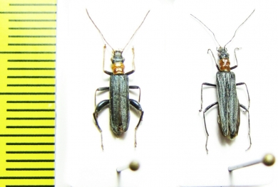 Oedemera croceicollis, pair  Kazakhstan - INSECTS-STORE.RU