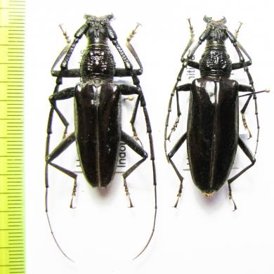 Hoplocerambyx nitidus, pair  Indonesia, Buru isl. - INSECTS-STORE.RU