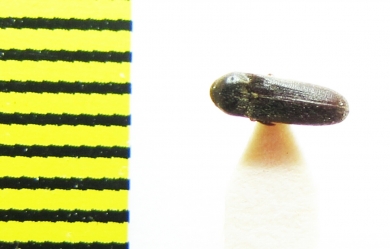 Microrhagus pygmaeus  Belorussia - INSECTS-STORE.RU