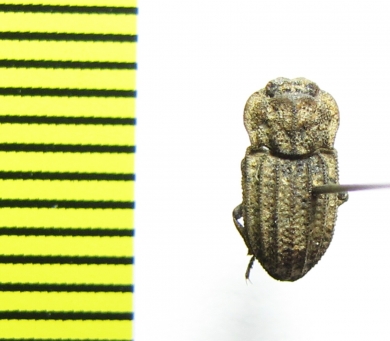 Tenebrionidae sp.  India - INSECTS-STORE.RU