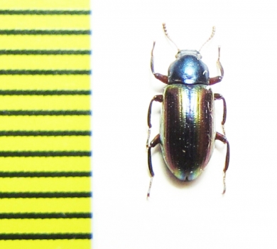 Tenebrionidae sp.  Malaysia - INSECTS-STORE.RU