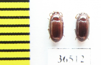 Tenebrionidae sp., pair  Malaysia, Borneo - INSECTS-STORE.RU