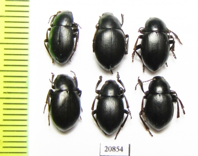 Bioramix espanoli, pair  Pakistan - INSECTS-STORE.RU