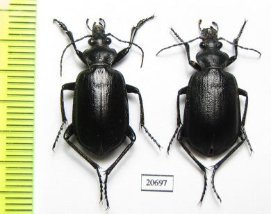 Calosoma imbricatum arabicum, pair  Oman - INSECTS-STORE.RU