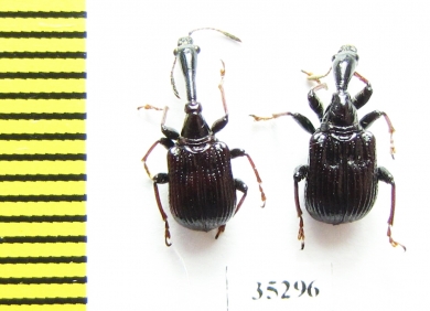 Paracycnotrachelus chinensis, pair  Russia, Far East - INSECTS-STORE.RU