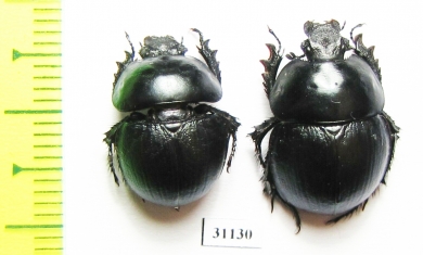 Thorectes sardous, pair  Italy, Sardinia - INSECTS-STORE.RU