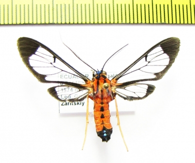 Erebidae sp.  Ecuador - INSECTS-STORE.RU