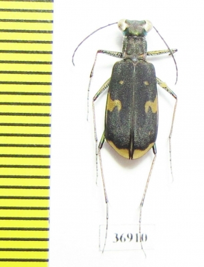 Cicindelinae sp.  Zambia - INSECTS-STORE.RU