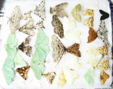 Lepidoptera sp.  Russia, Tver reg. - INSECTS-STORE.RU