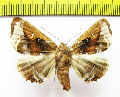Noctuidae sp.  Bolivia - INSECTS-STORE.RU